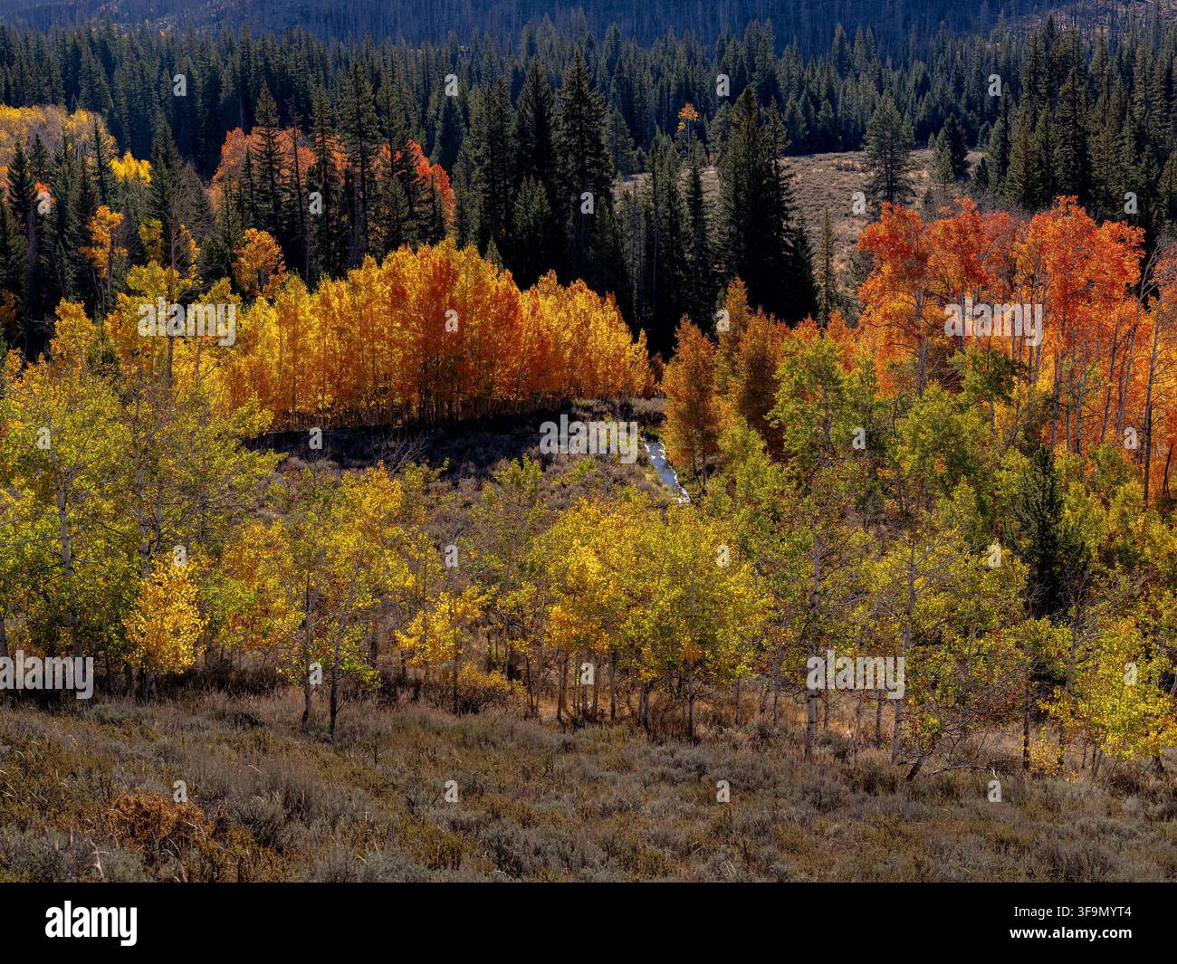 Small stream flows through an autumn aspen grove Stock Photo