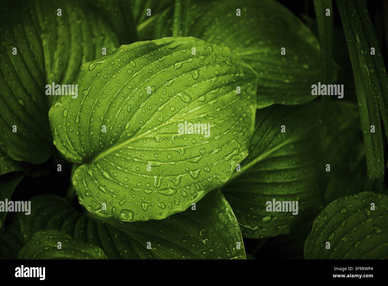 Green leaves with raindrops on a dark background Stock Photo