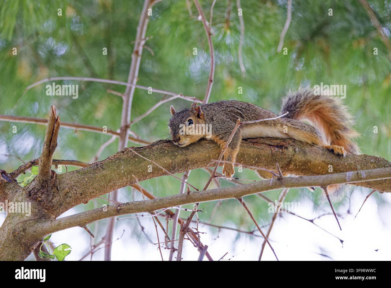 The fox squirrel (Sciurus niger), also known as the eastern fox squirrel or Bryant's fox squirrel Stock Photo