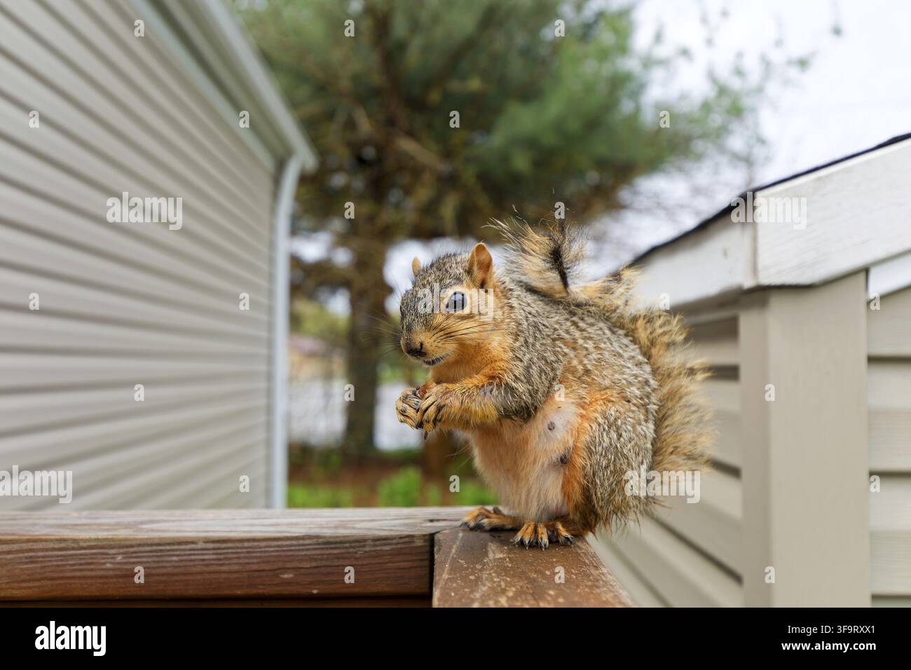 The fox squirrel (Sciurus niger), also known as the eastern fox squirrel or Bryant's fox squirrel Stock Photo