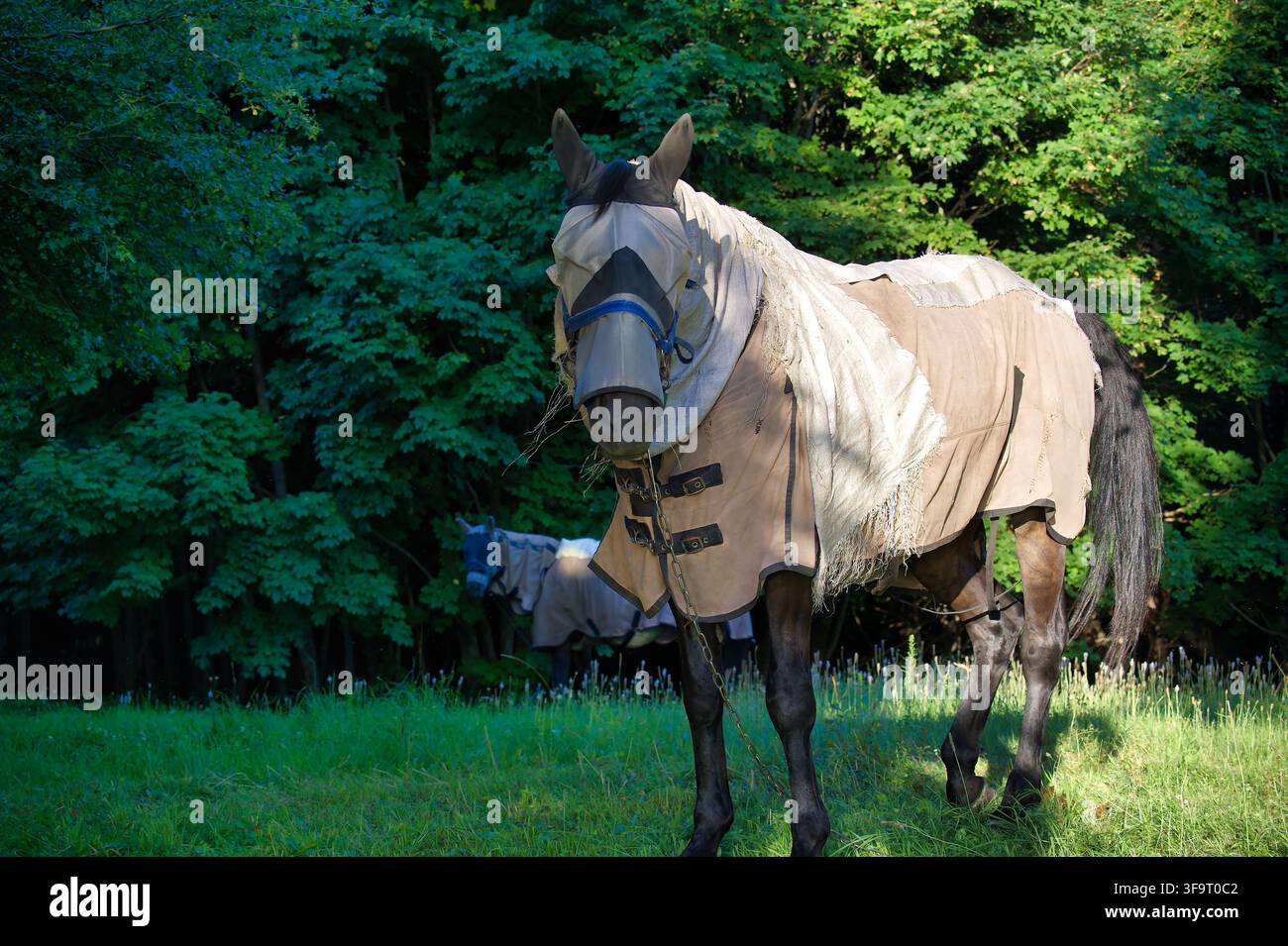 Light colored horse wearing hi-res stock photography and images - Alamy