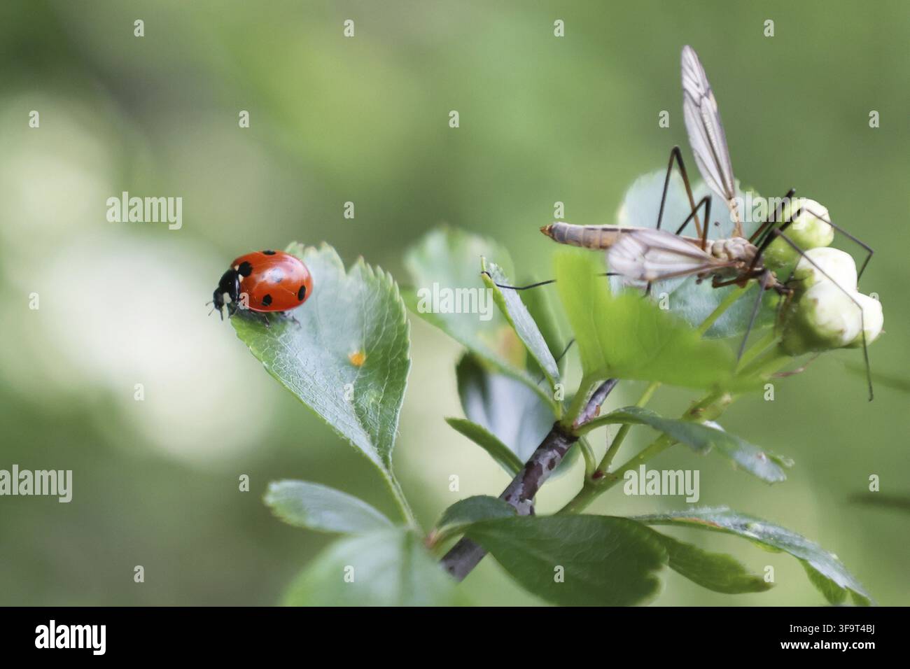 Ladybugs crawl on green leaf with a mosquito Stock Photo