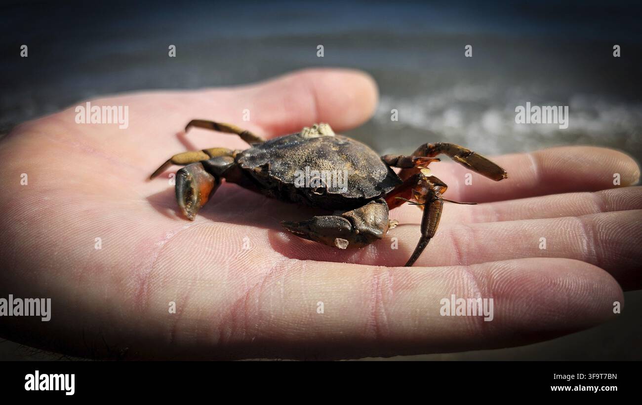 Close up view tiny crab hi-res stock photography and images - Alamy