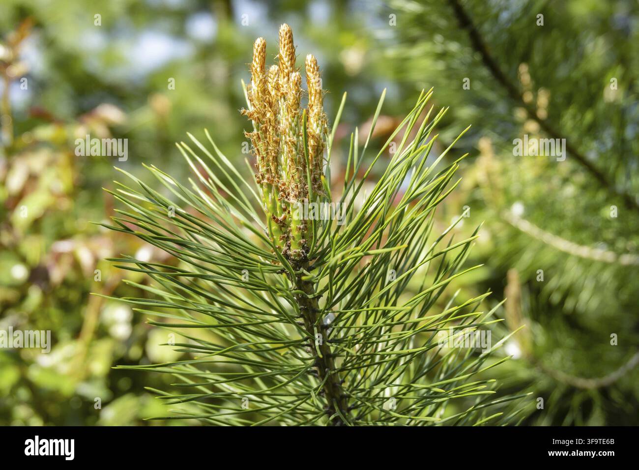 Laubpflanzen hi-res stock photography and images - Alamy