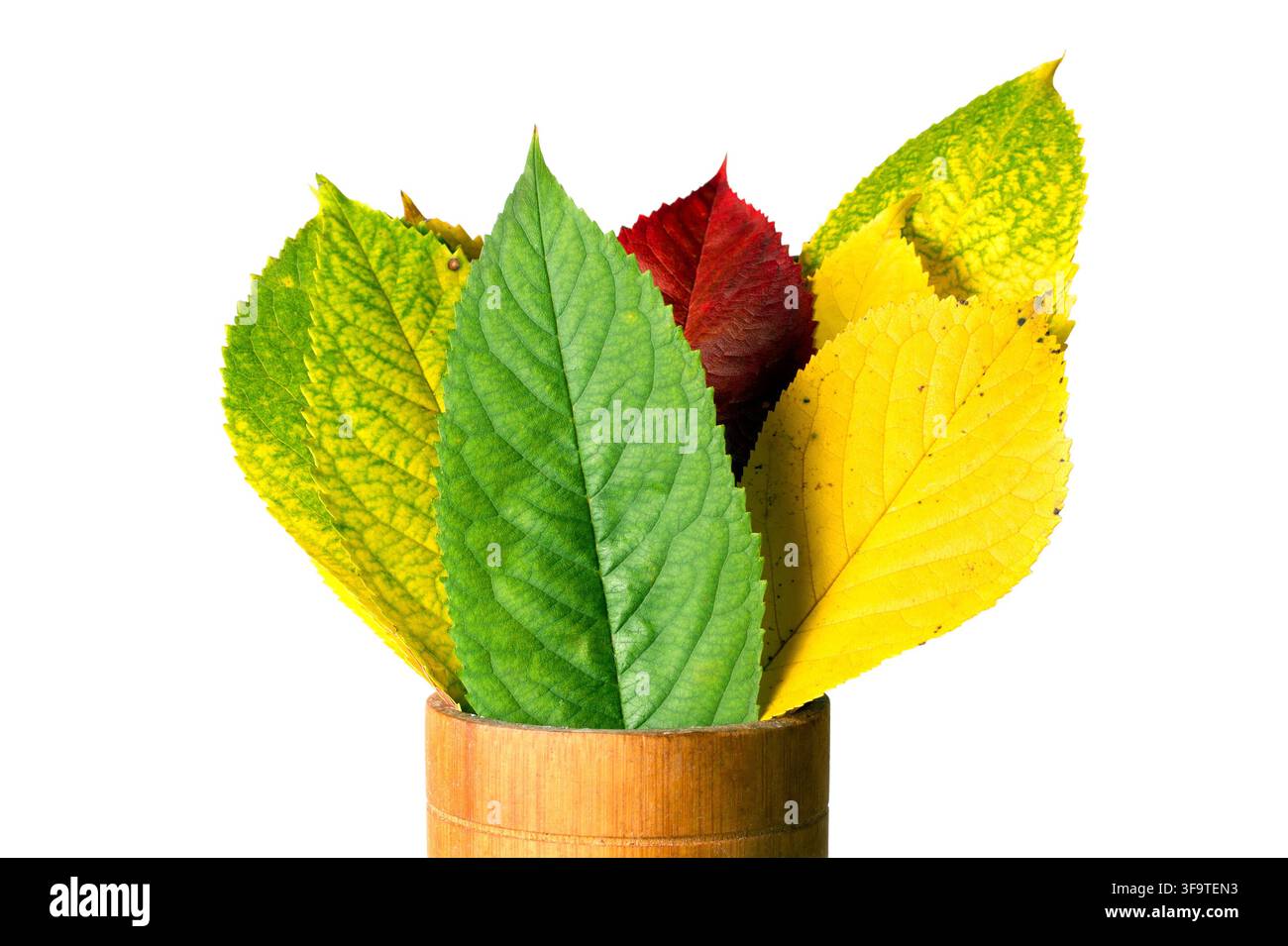 Composition of multi-colored autumn leaves on a white background. Bouquet of leaves in a wooden glass. Stock Photo