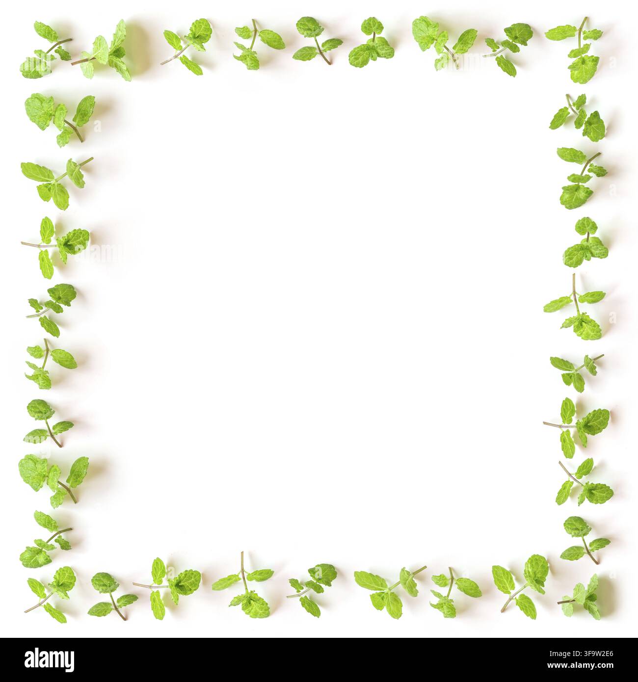Fresh mint square frame isolated on white background. Stock Photo
