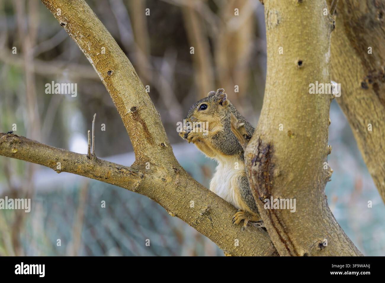 The fox squirrel (Sciurus niger), also known as the eastern fox squirrel or Bryant's fox squirrel Stock Photo