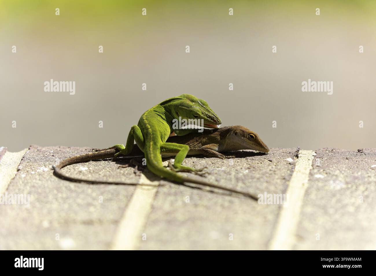 Green anole two hi-res stock photography and images - Alamy