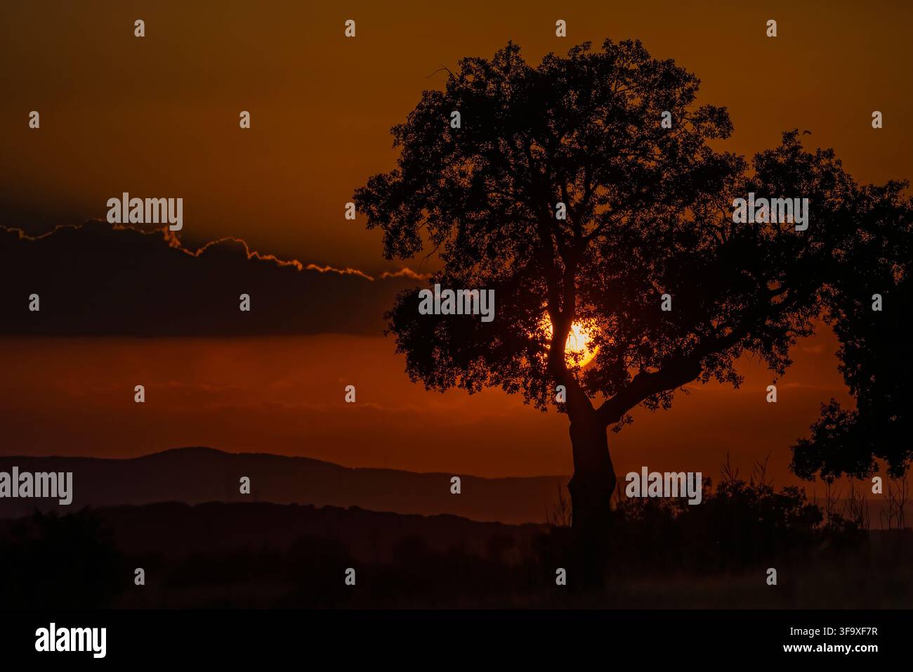 Silhouetted tree with the sun setting behind it Stock Photo