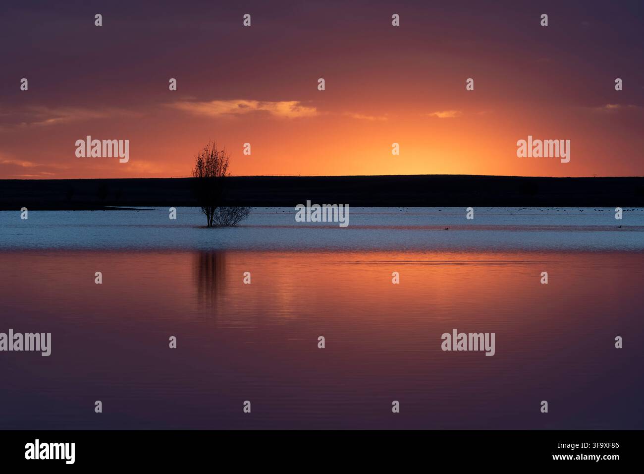 Single tree stands in calm water at sunset Stock Photo