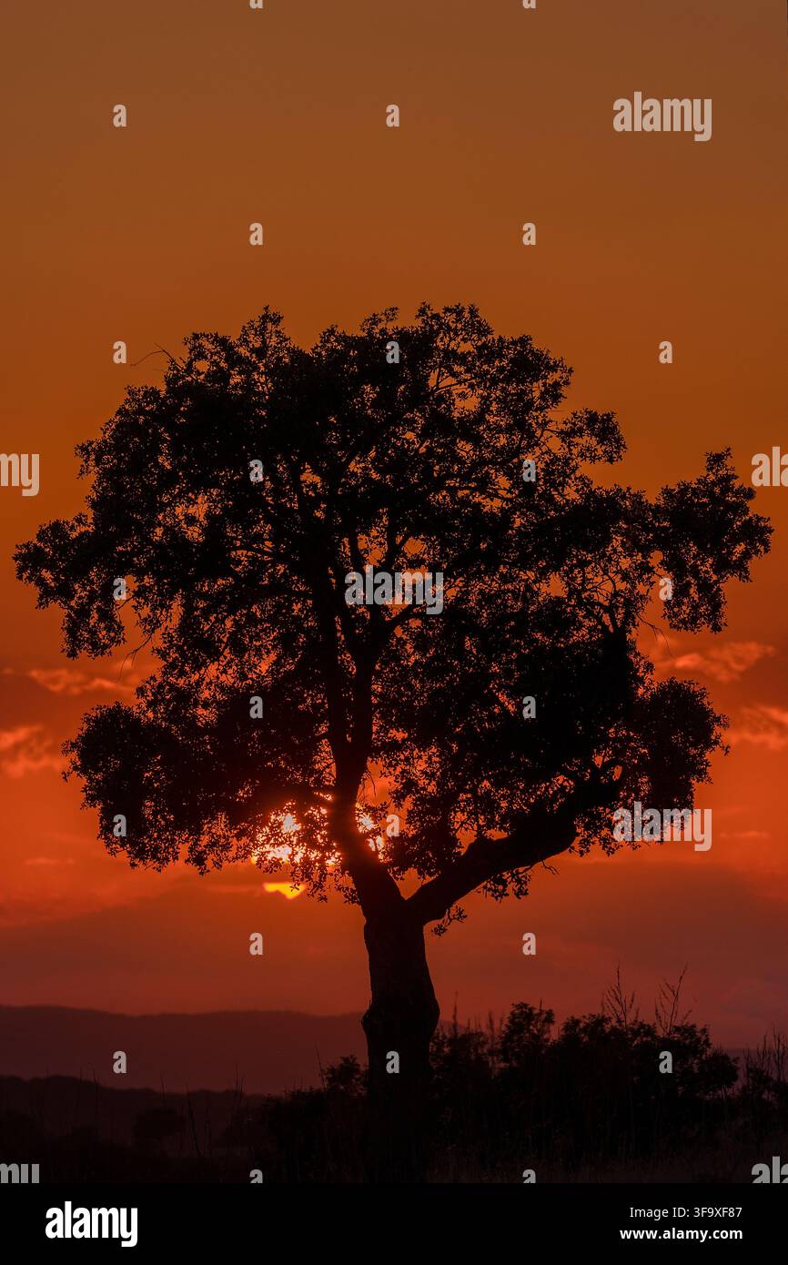 Large tree silhouetted against an orange sunset Stock Photo