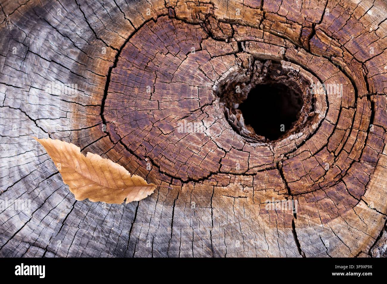 Single brown leaf on an old weathered tree stump Stock Photo