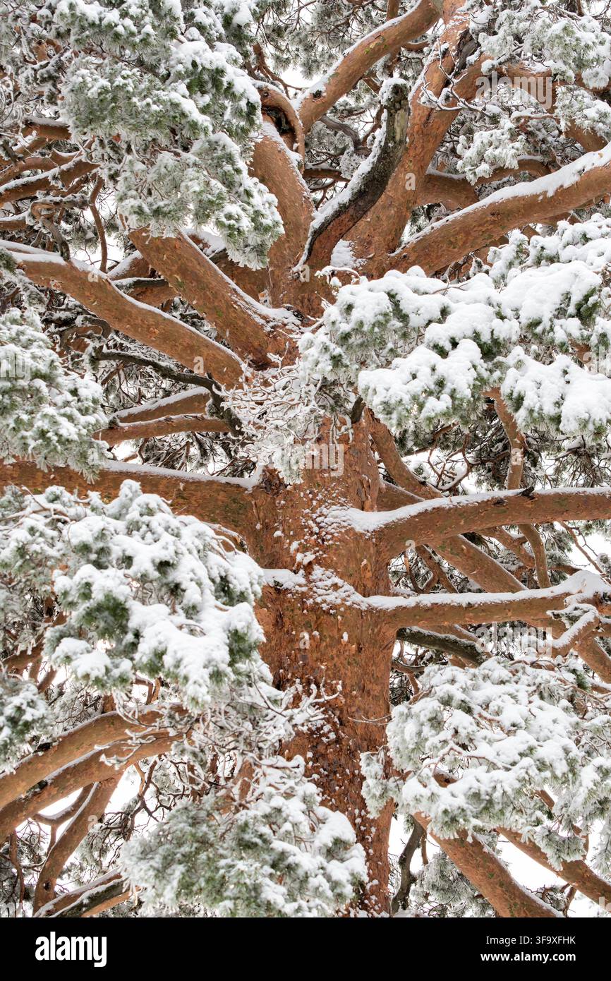 Snow covered branches of a majestic scots pine tree Stock Photo