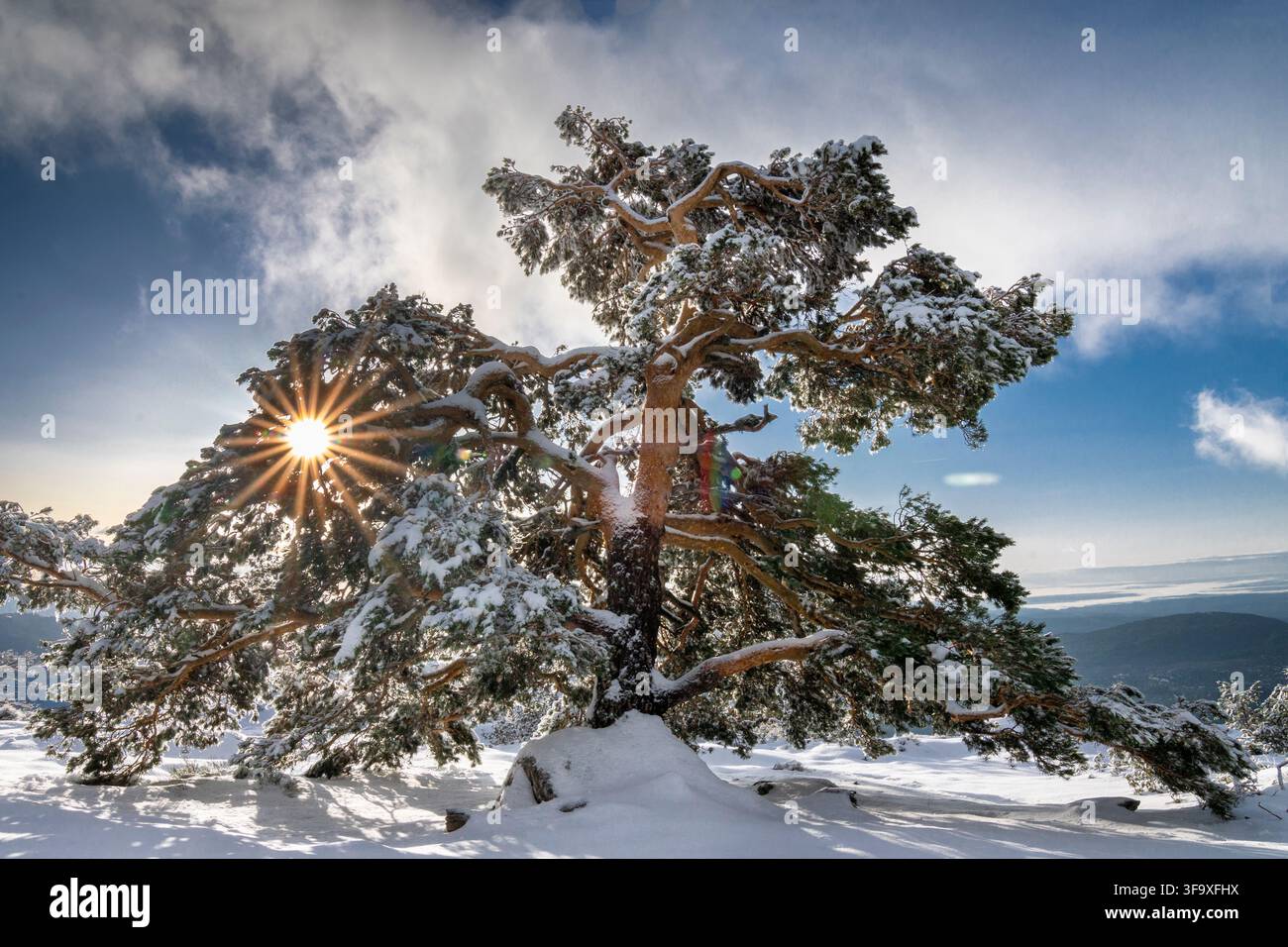 Majestic snow covered pine tree with sunburst Stock Photo