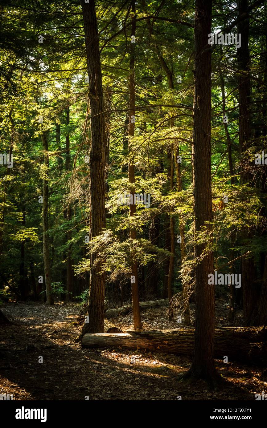 Golden sunlight streaming through tall forest trees Stock Photo