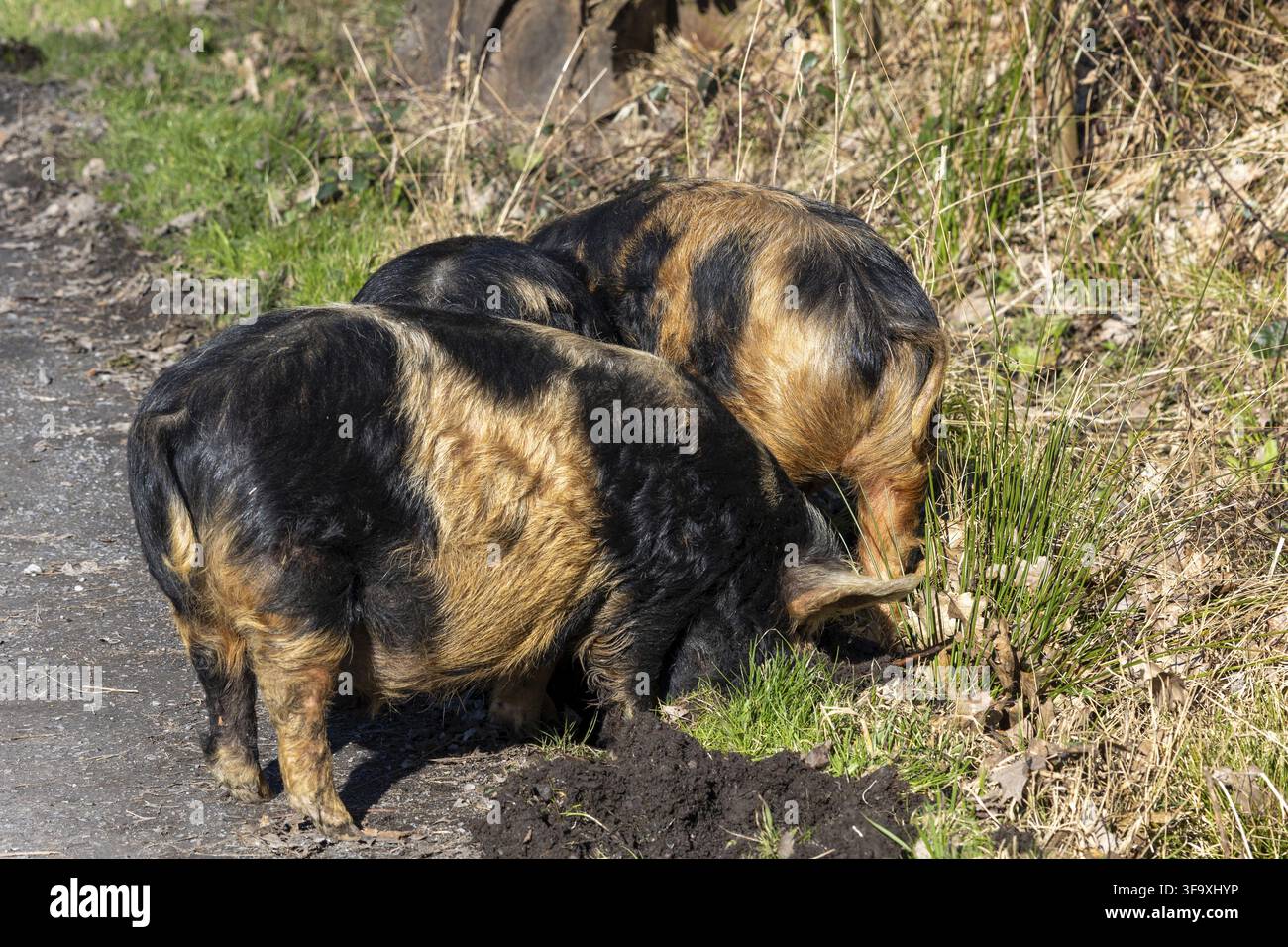 Kune kune pigs eating fresh grass Stock Photo