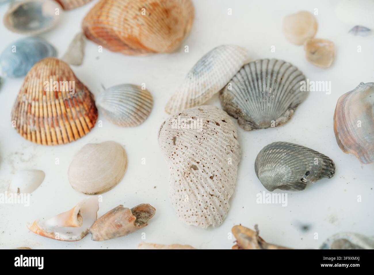 Assorted seashells from the beach on a white background Stock Photo