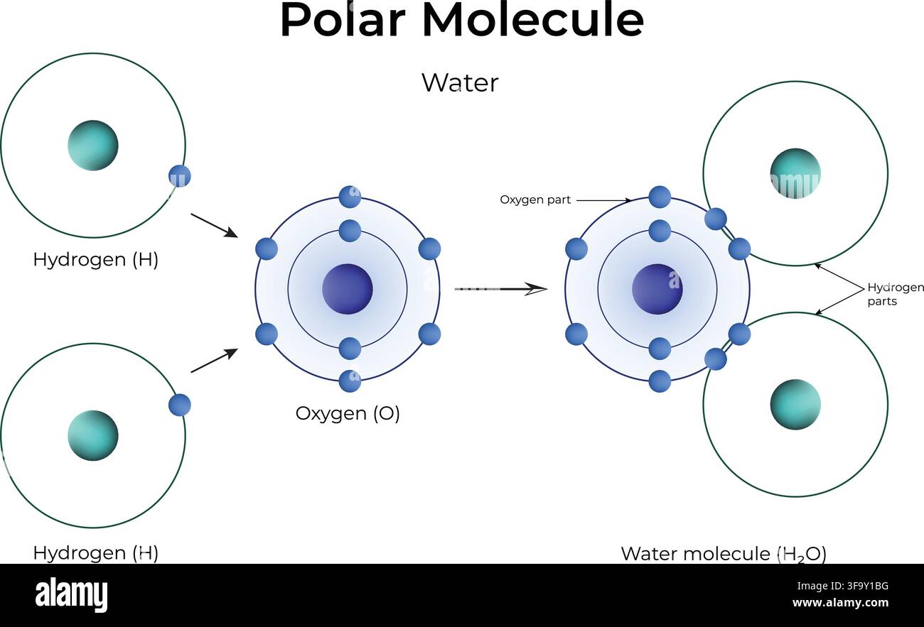 Polar Molecule Water Structure Showing Covalent Bonding and Unequal Electron Sharing Stock Vector