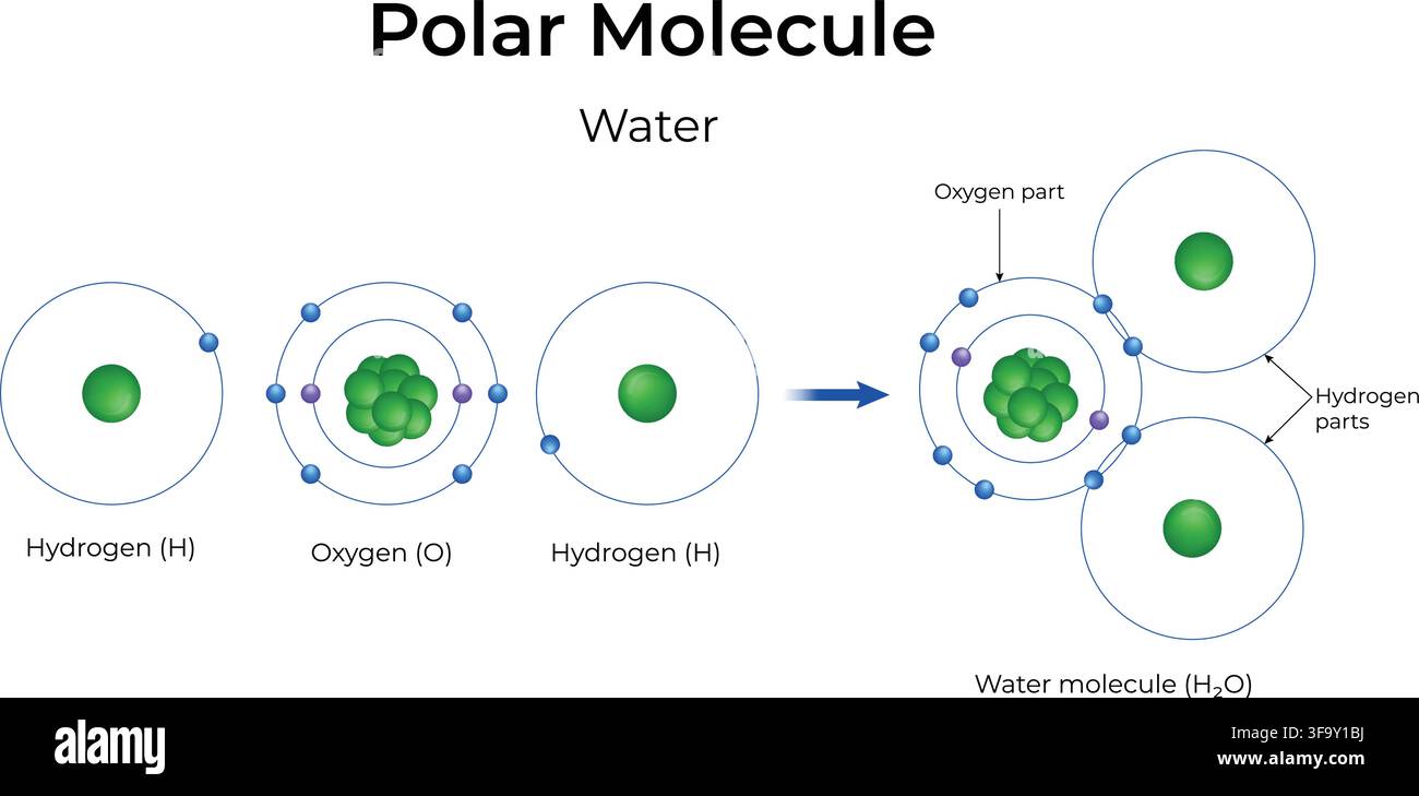 Polar Molecule Water Structure Showing Covalent Bonding and Unequal Electron Sharing Stock Vector