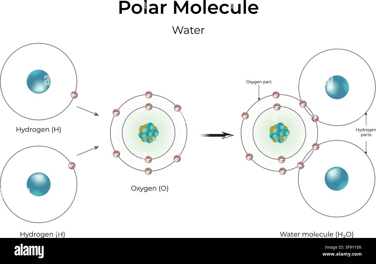 Polar Molecule Water Structure Showing Covalent Bonding and Unequal Electron Sharing Stock Vector