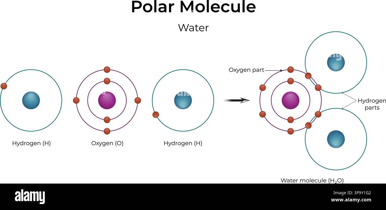 Polar Molecule Water Structure Showing Covalent Bonding and Unequal Electron Sharing Stock Vector