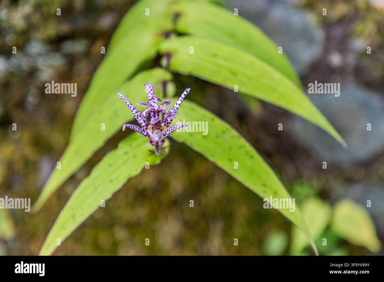 A spotted toad lily (Tricyrtis hirta) blooms beside the road near Hakone, Kanagawa Prefecture, Japan. Stock Photo