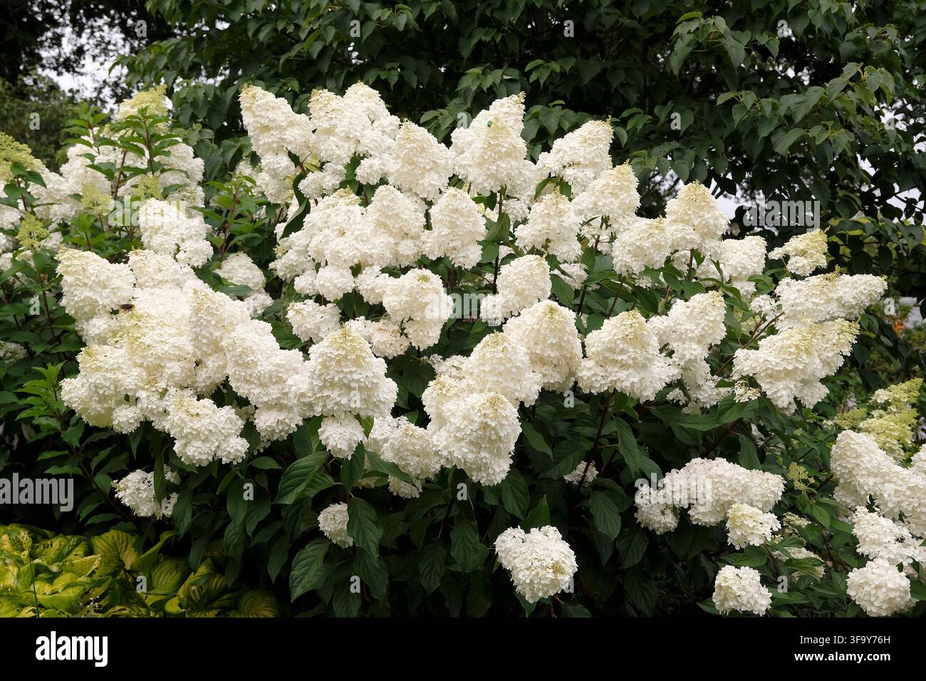 White Hydrangea paniculata, panicled hydrangea ‘Vanille Fraise’ in flower. Stock Photo