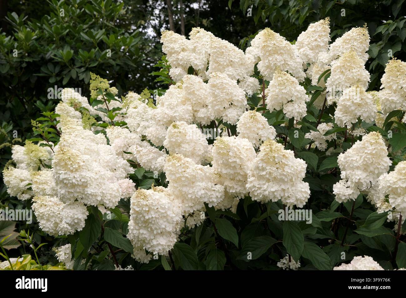 White Hydrangea paniculata, panicled hydrangea ‘Vanille Fraise’ in flower. Stock Photo