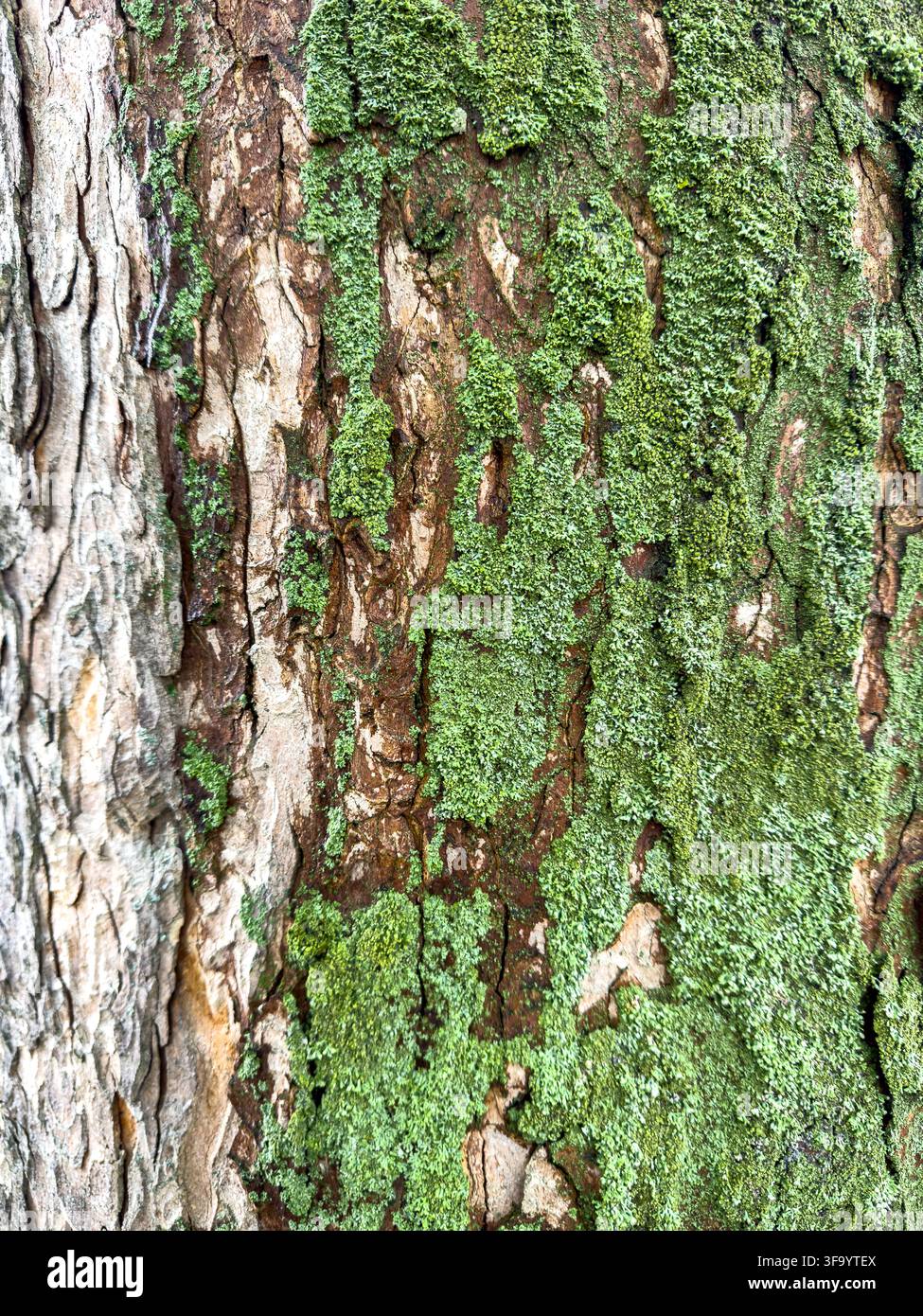 Old tree bark covered with green moss Stock Photo