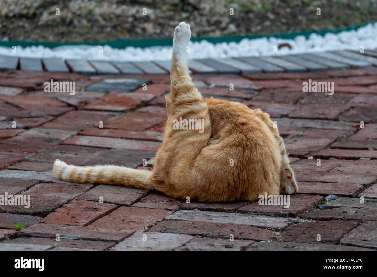 Orange Tabby Cat Grooming on Brick Pavement Stock Photo