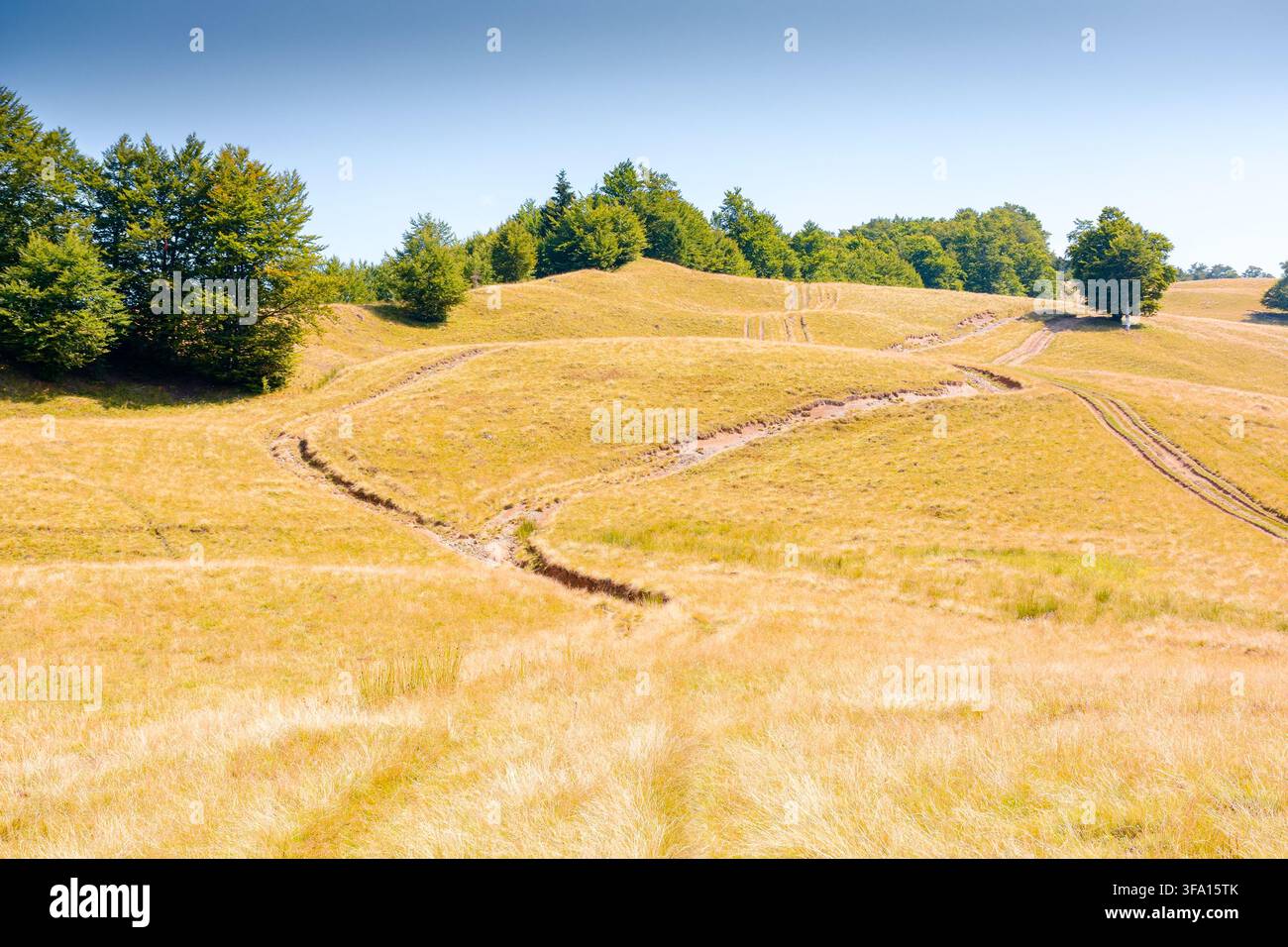 mountainous countryside landscape in late summer. alpine meadow and beech forest on top of a hill. mountain ridge in the distance. sunny afternoon wea Stock Photo