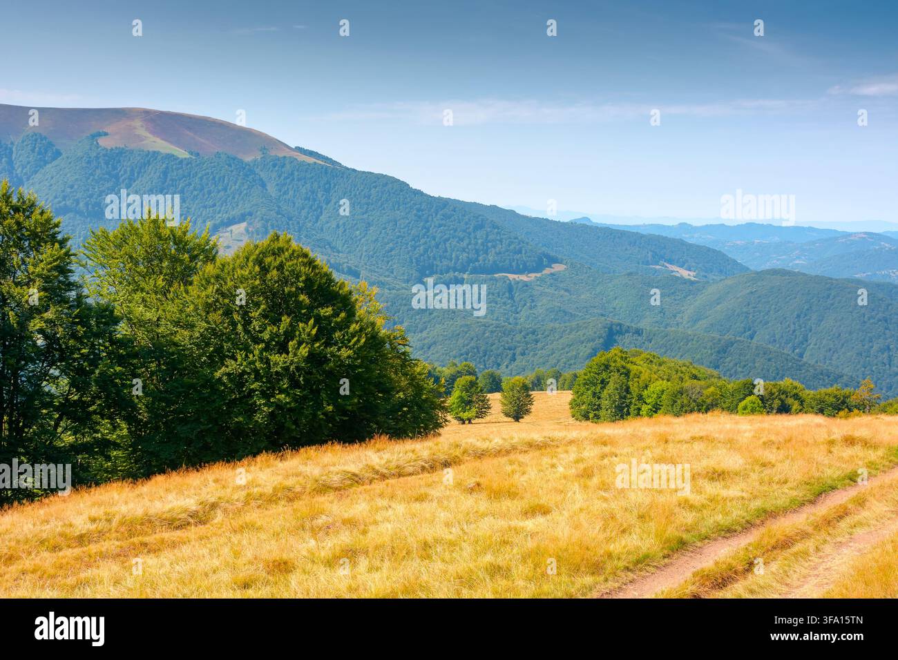 mountainous countryside landscape in late summer. alpine meadow and beech forest on top of a hill. mountain ridge in the distance. sunny afternoon wea Stock Photo