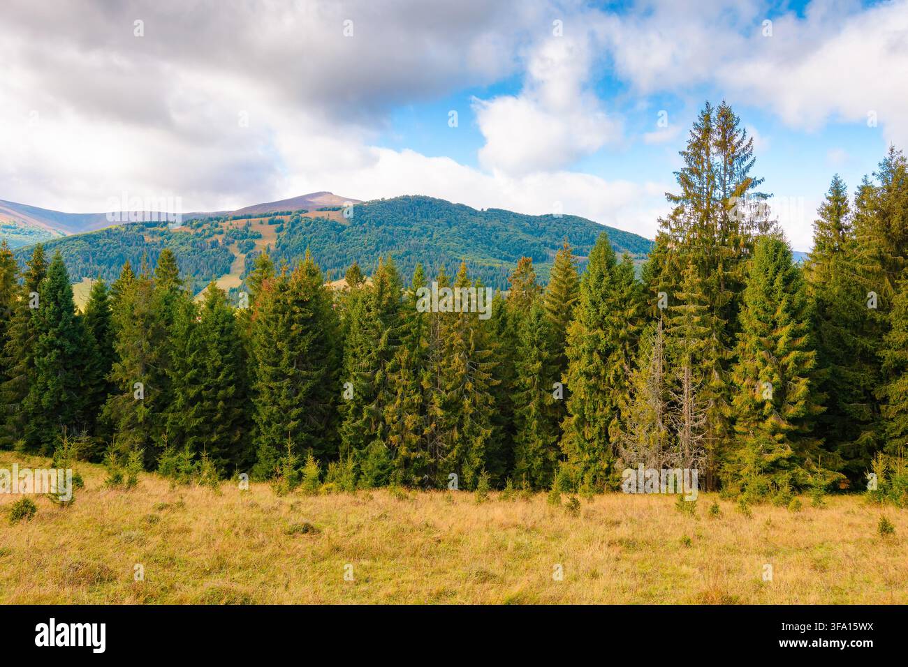 hillside of mountain range with coniferous forest and meadow. spruce trees on the green grassy hill. Carpathian countryside in autumn season. dynamic Stock Photo