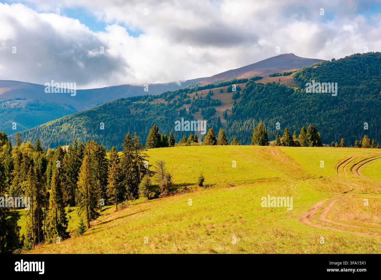 hillside of mountain range with coniferous forest and meadow. spruce trees on the green grassy hill. Carpathian countryside in autumn season. dynamic Stock Photo