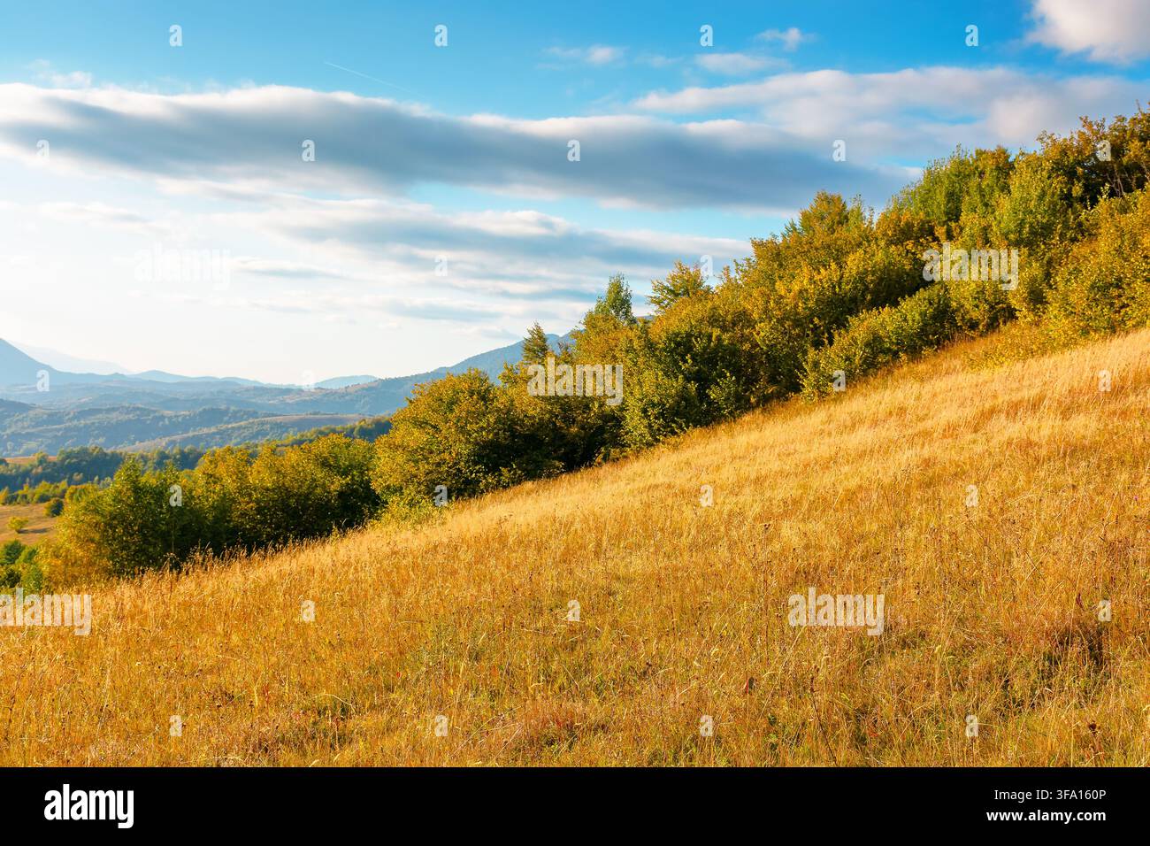 mountain meadow in evening light. countryside autumn landscape with valley behind the forest in yellowish foliage on the grassy hill. fluffy clouds on Stock Photo