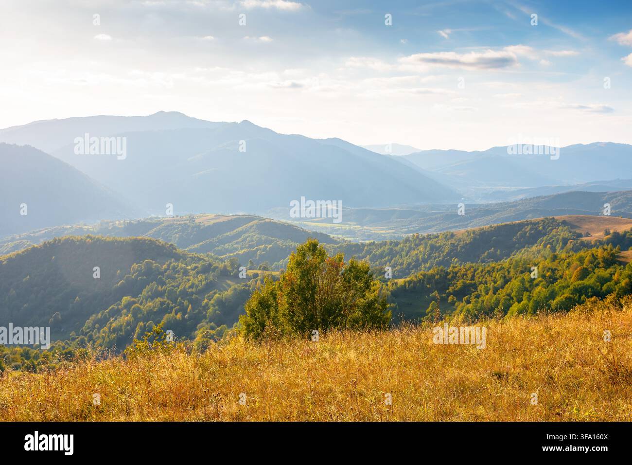 mountain meadow in evening light. countryside autumn landscape with valley behind the forest in yellowish foliage on the grassy hill. fluffy clouds on Stock Photo