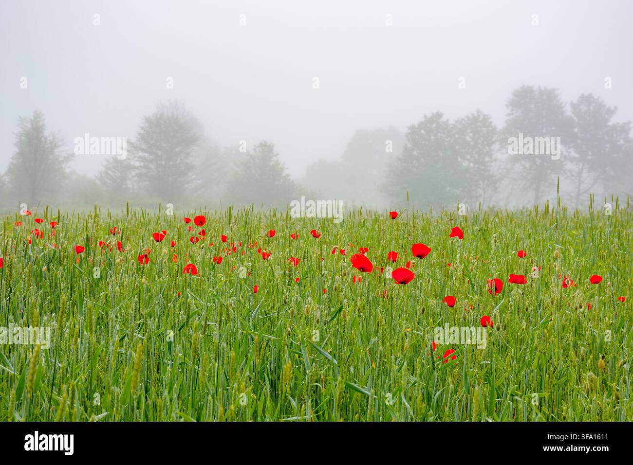 rural landscape with poppy flowers in the wheat field. red blooming in summer fog. mysterious countryside background Stock Photo