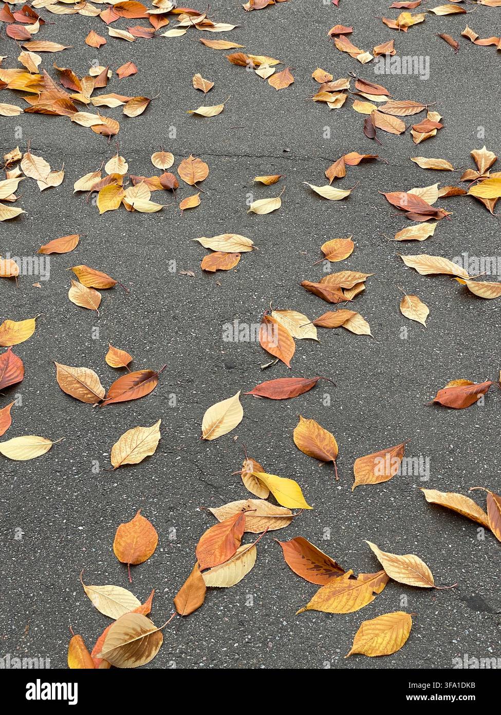 Fallen Autumn Leaves on Dark Pavement Stock Photo