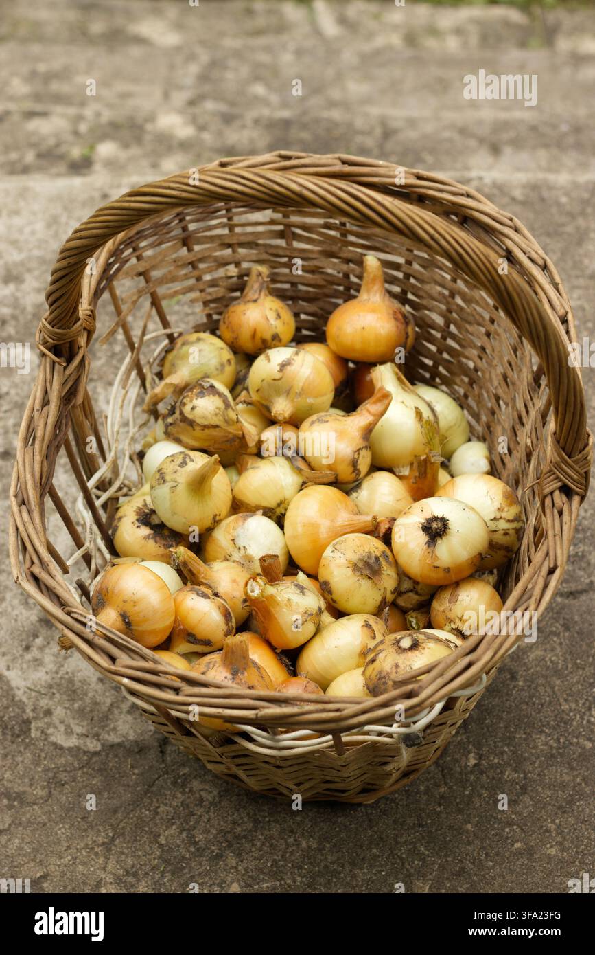 Onions in wicker basket outdoors Stock Photo