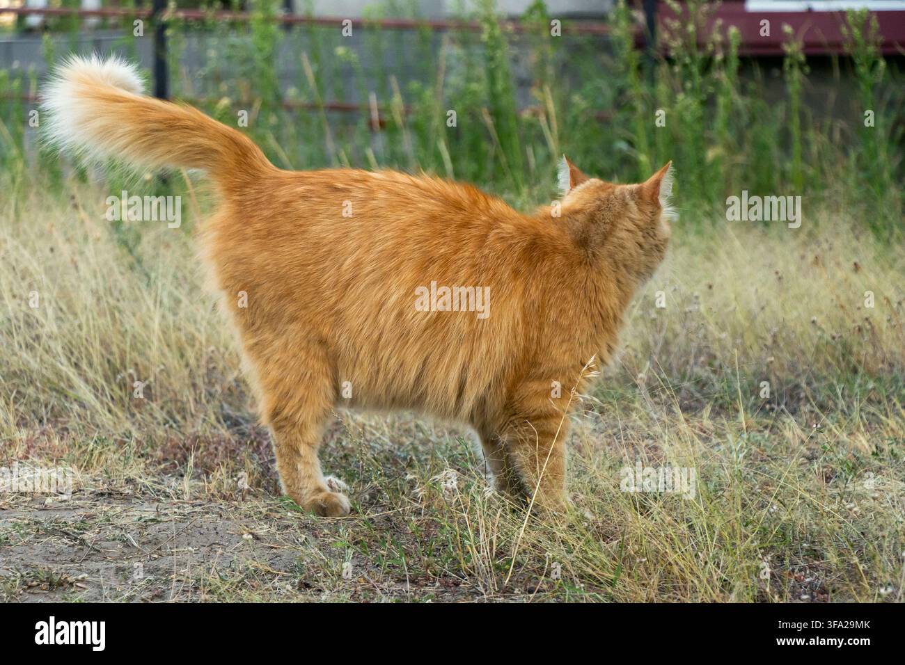 cat Stock Photo