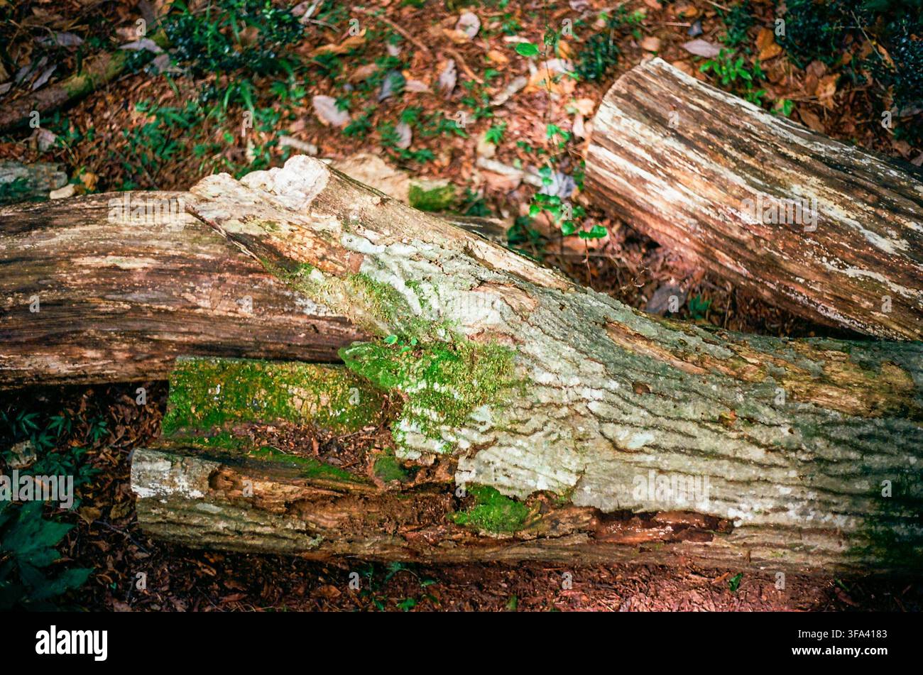 Moss-Covered Fallen Logs on a Forest Floor Stock Photo