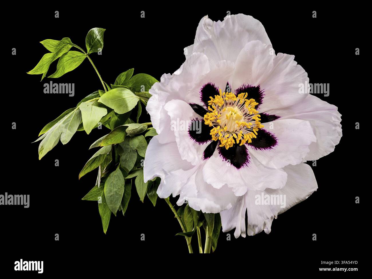 A stunning white tree peony in full bloom featuring a dark purple center and yellow stamens with delicate water drops on petals isolated against a sol Stock Photo