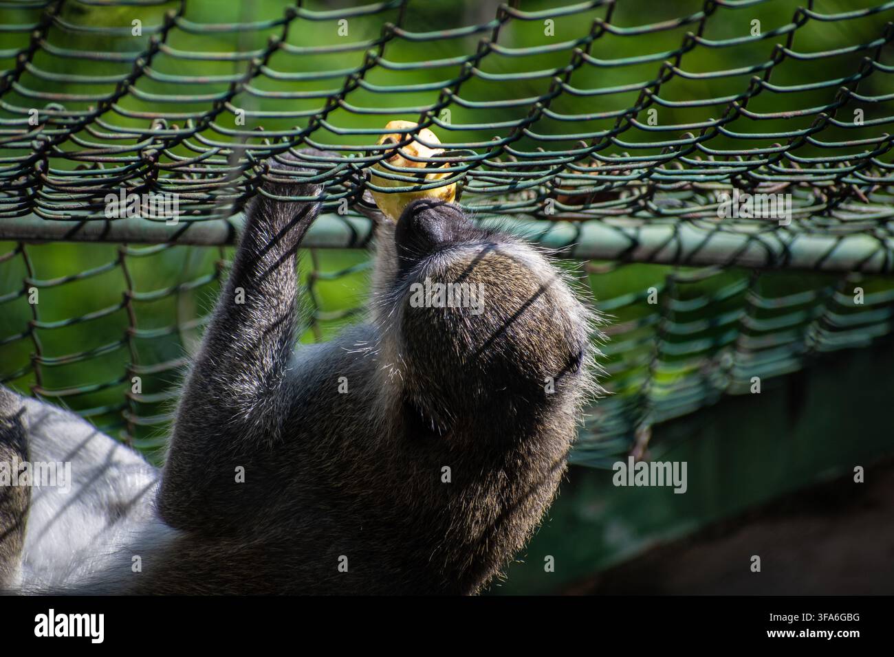 Monkey reaching through wire hi-res stock photography and images - Alamy