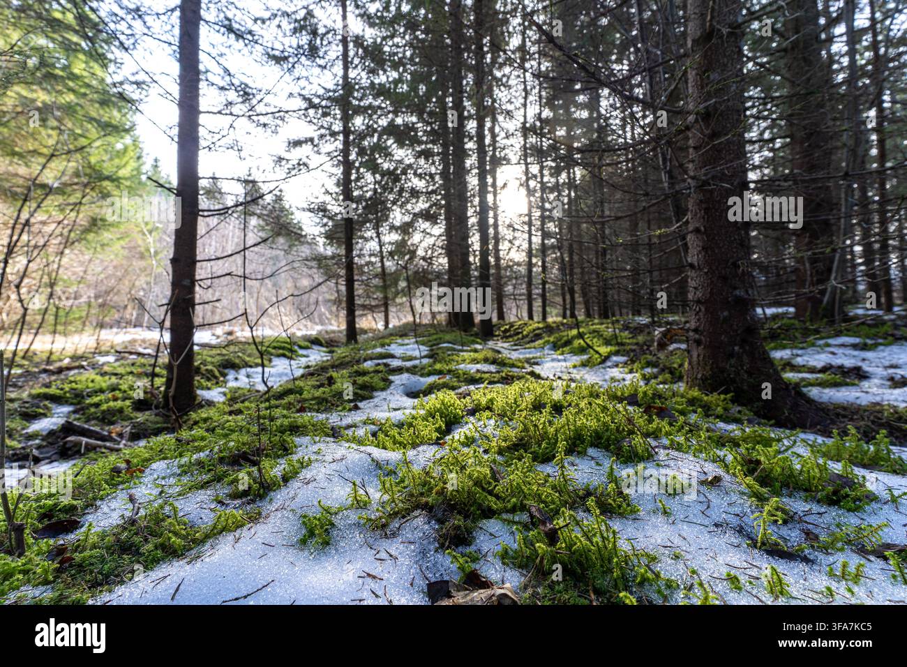 Green moss emerging through melting snow in pine forest during early spring. Stock Photo