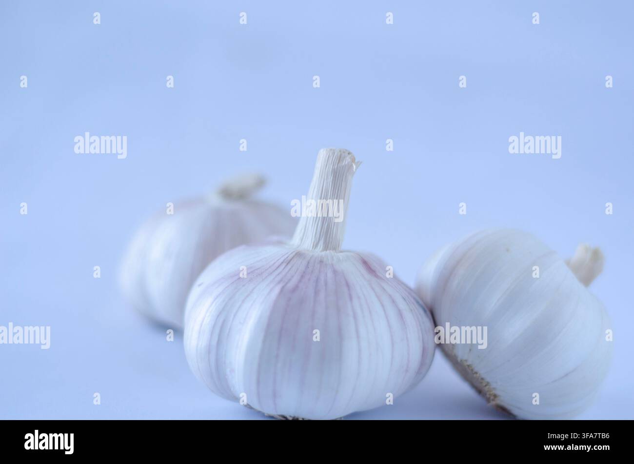 Three Whole Garlic Bulbs on a Light Blue Background Stock Photo