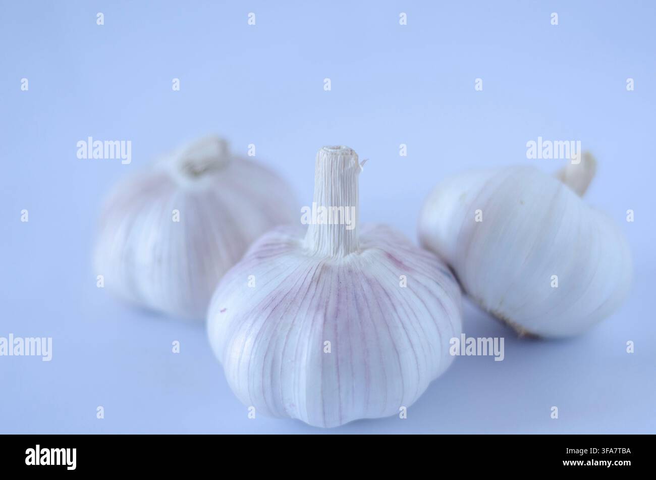 Three Whole Garlic Bulbs on a Light Blue Background Stock Photo
