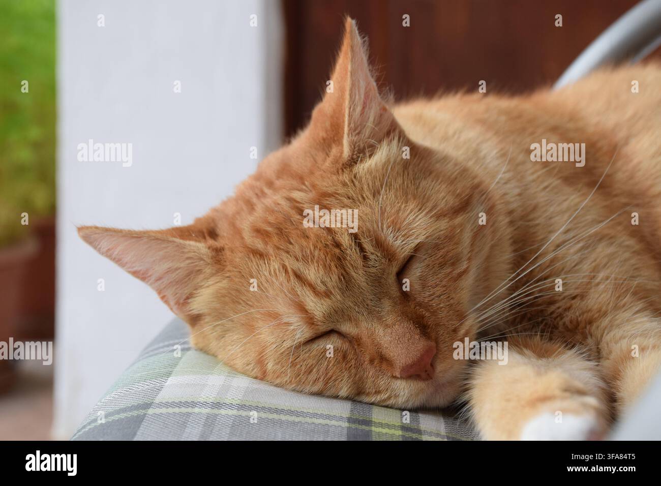 Close-up portrait of a ginger domestic cat sleeping peacefully on a cushioned chair outdoors... Stock Photo