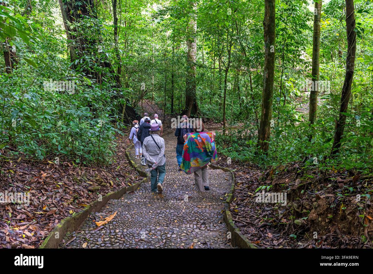 Tourists hiking in the rainforest area of Palenque, Chiapas, Mexico. Stock Photo