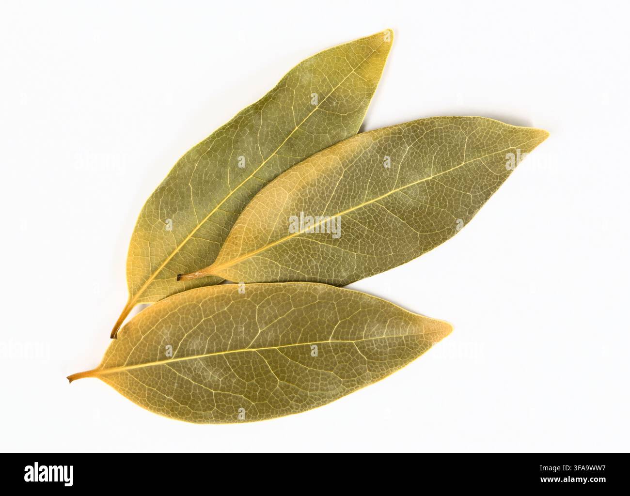Dried Bay leaves scattered on white background herbs and spices cooking ingredient. Stock Photo