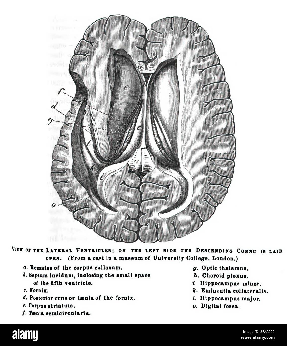 Historical diagram brain hi-res stock photography and images - Alamy